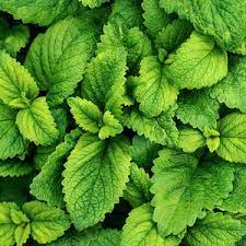 Peppermint Fragrance Oil - Nature Identical - 100% ALL NATURAL FRAGRANCE - 10% OFF!!!