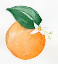 Orange (Sweet) Essential Oil