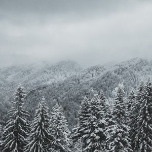 Winter Alpine Forest Fragrance Oil