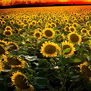 Sunflowers Fragrance Oil