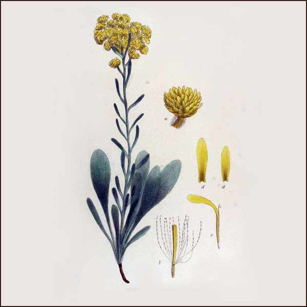 Helichrysum Italicum (Immortelle - Everlasting)  Essential Oil