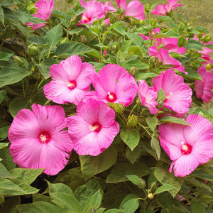 Pink Hawaiian Hibiscus Type Fragrance Oil